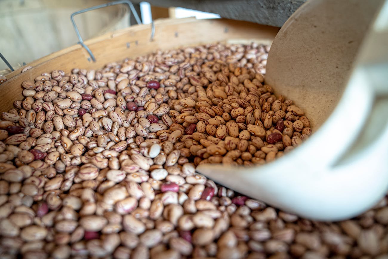 como congelar feijão cozido usando grãos selecionados para economizar na cozinha