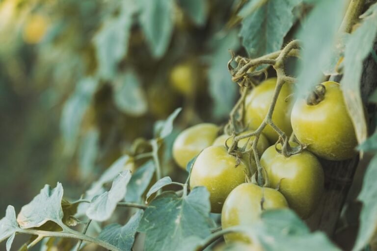 Como Conservar Tomates por Mais Tempo: O Guia Completo para Evitar Desperdício