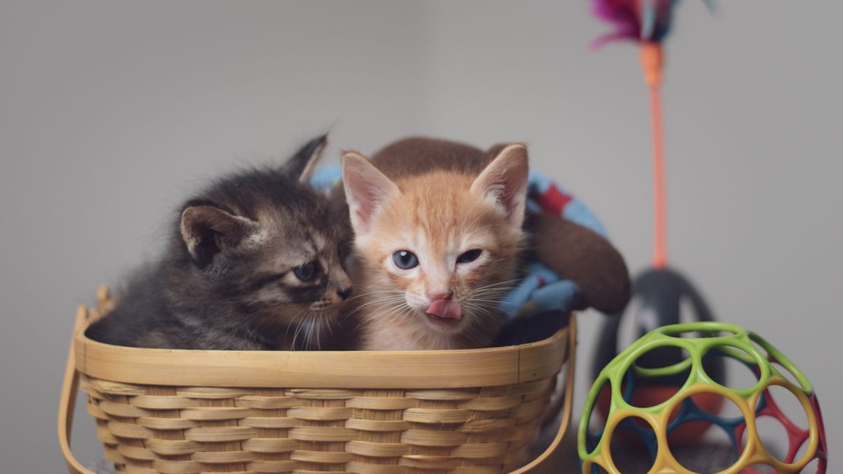 Dois gatinhos brincando dentro de uma cesta de vime com brinquedos coloridos de pet organizados